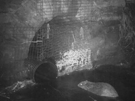 Network Rail constructs first beaver tunnel in Scotland