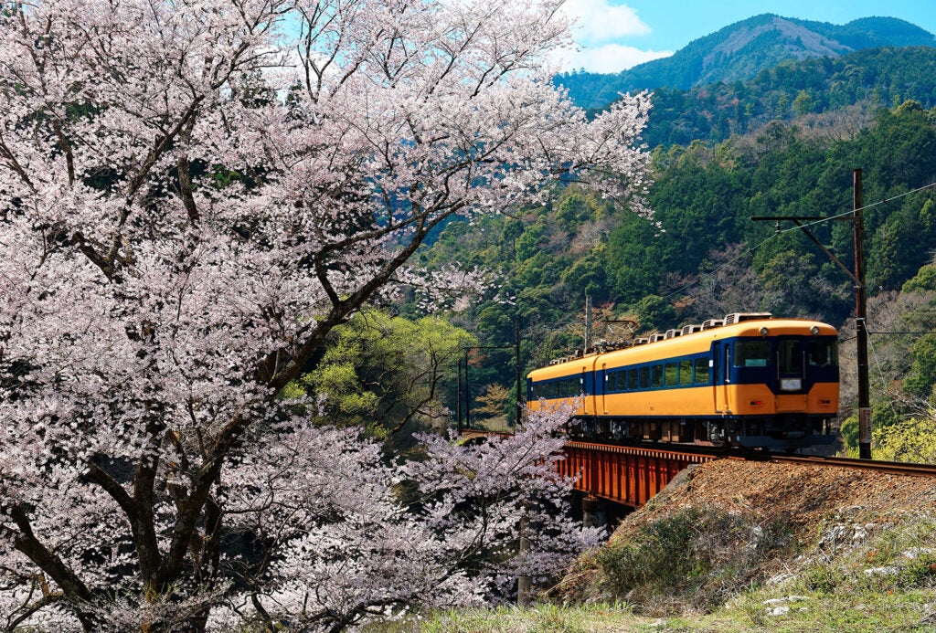 Photo of a japanese train on a bridge with blossom tree in the foreground. Japanese trains are embracing hydrogen as a sustainable fuel source.