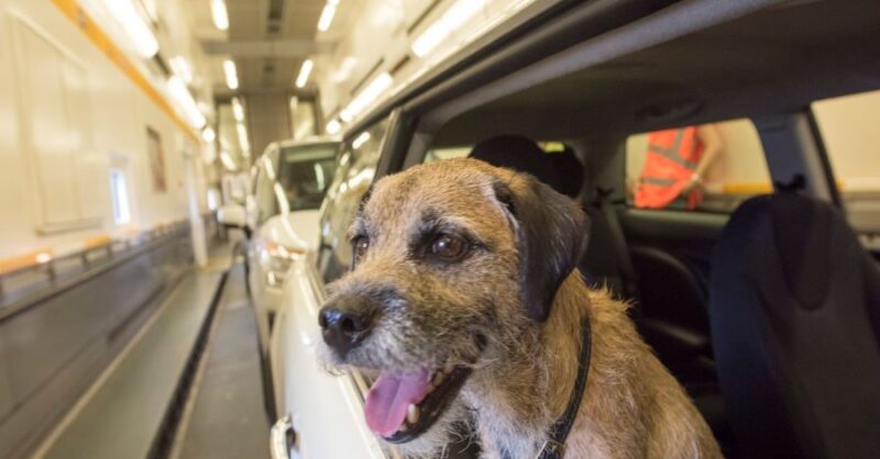 Record number of pets travel on Eurotunnel in August - Vimarsana News