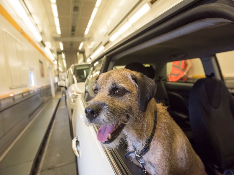 dogs travelling on eurotunnel